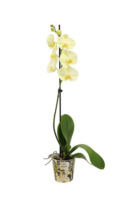 <h4>Potcover I Am Yellow Phal I Am Yellow 1T9+</h4>