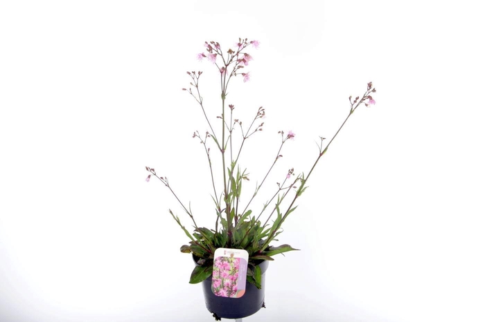 <h4>Lychnis Jenny</h4>