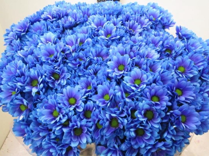 <h4>Chr T Bacardi Blue Lagoon</h4>