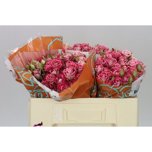 Rosa Tr Flinders Lane