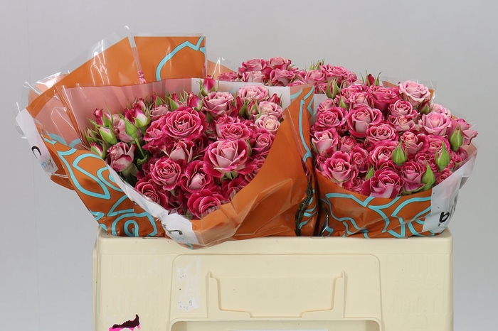 <h4>Rosa Tr Flinders Lane</h4>