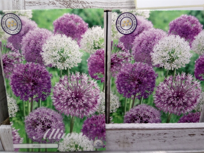 Allium   ...flowerbulbs