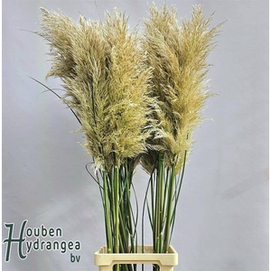 CORTADERIA EVITA