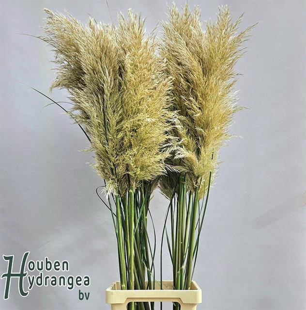 <h4>CORTADERIA EVITA</h4>