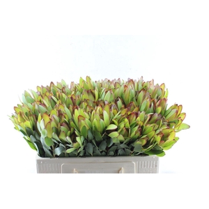 Leucad Saf Goldstrik