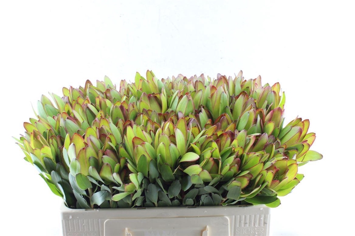 <h4>Leucad Saf Goldstrik</h4>