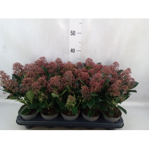 Skimmia jap. 'Rubella'