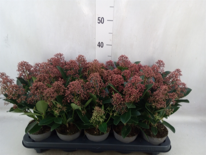 Skimmia jap. 'Rubella'