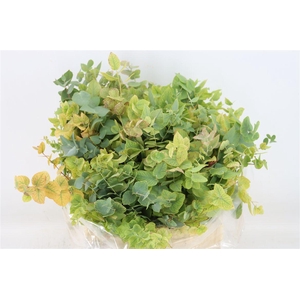 Euca Stuartiana Short P Bunch