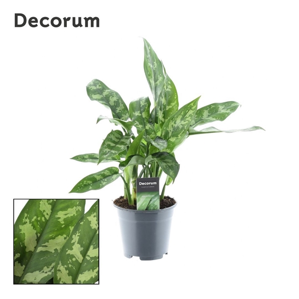 <h4>Aglaonema Maria (Decorum)</h4>