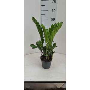 ZAMIO ZAMIIFOLIA