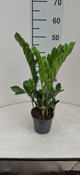 <h4>ZAMIO ZAMIIFOLIA</h4>