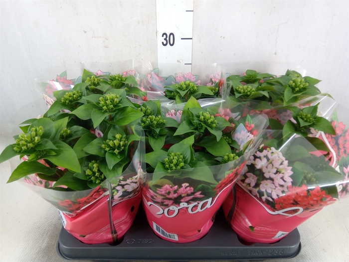 <h4>Bouvardia  'Bellev Snow White'</h4>