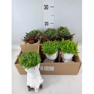 Arr.   Kamerplant Groen L%