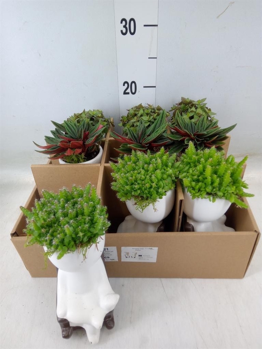 <h4>Arr. Kamerplant Groen L%</h4>