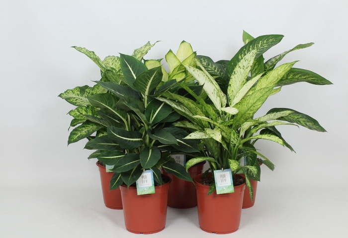 <h4>Purify Dieffenbachia Gemengd Luxe 24 cm</h4>