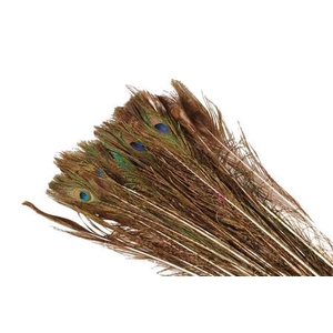 Feather Peacock Naturel Pst L70-80