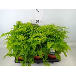 Adiantum raddi. 'Fritz-Luthi'