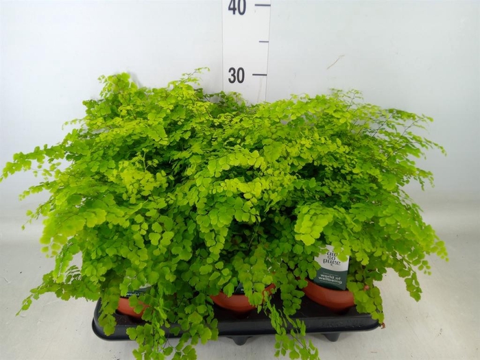 <h4>Adiantum raddi. 'Fritz-Luthi'</h4>