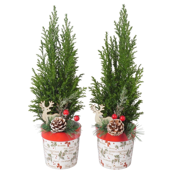 <h4>PTK25151 Ellwoodii in keramiek pot met decoratie</h4>