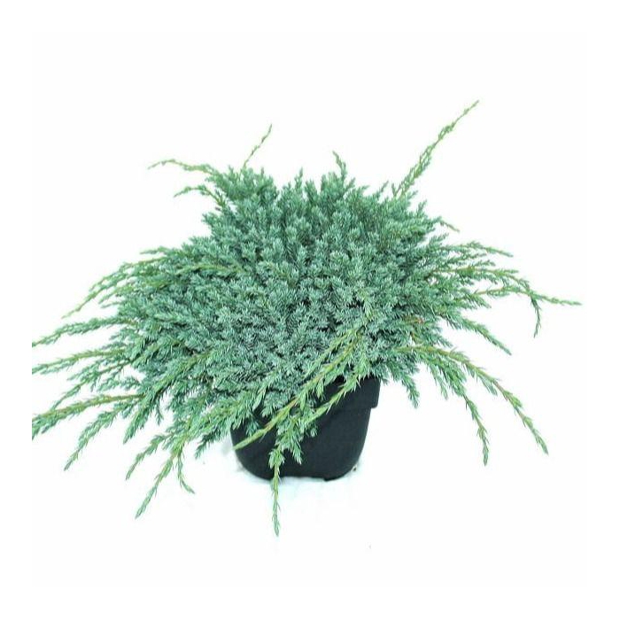 <h4>Juniperus squamata 'Blue Carpet' P17</h4>