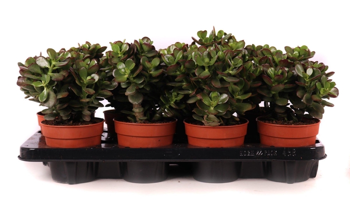 <h4>Crassula minor 12 cm</h4>