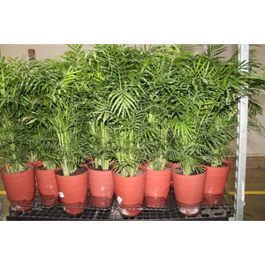 CHAMAEDOREA ELEGANS P17