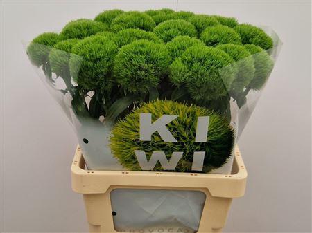 <h4>DI BARB KIWI MELLOW</h4>