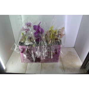PHALAENOPSIS CASCATA ESPECIAL P15 MIN 8 FLS