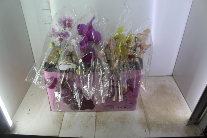<h4>PHALAENOPSIS CASCATA ESPECIAL P15 MIN 8 FLS</h4>