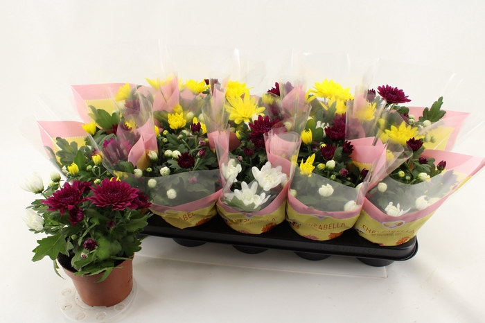 <h4>CHRYS GEM IN POT</h4>