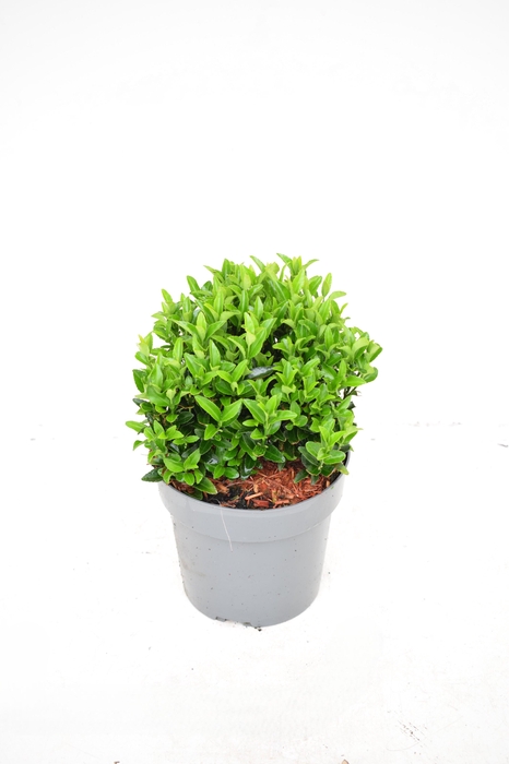 <h4>Euonymus japonicus 'Green Spire' 18-20 cm c2 BOL</h4>