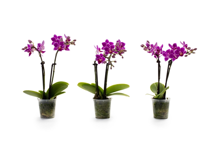 <h4>Phal Tiny Dolls Paars 2T10+ zonder Aqu@</h4>