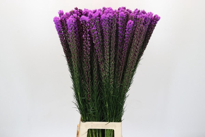 <h4>Liatris Callilepis</h4>