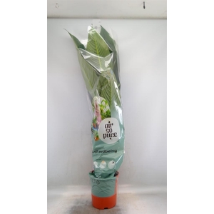 Spathiphyllum  'Sensation'