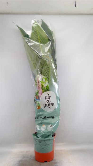 <h4>Spathiphyllum  'Sensation'</h4>