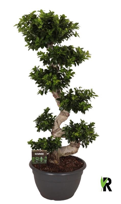 <h4>Ficus Mi Ginseng FSP45160</h4>