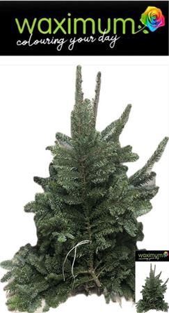 <h4>Abies Nordman Kilo</h4>