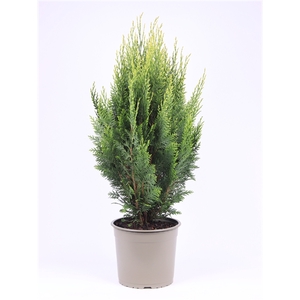 Chamaecyparis lawsoniana 'White Spot'