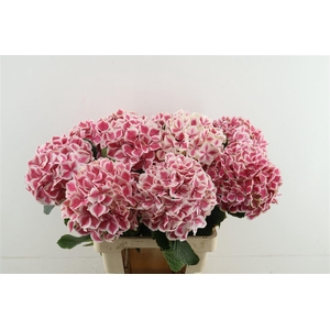 Hydr M Mag Linn Pink 65-19