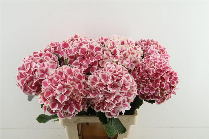 <h4>Hydr M Mag Linn Pink 65-19</h4>
