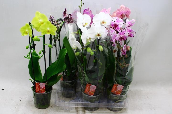 <h4>PHAL EL CASCADE</h4>