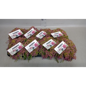 Calluna vulg. 'Champs' ...mix
