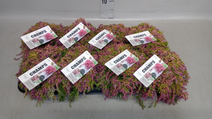 <h4>Calluna vulg. 'Champs' ...mix</h4>