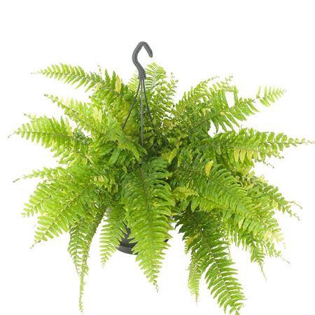 <h4>Nephrolepis Tiger Fern</h4>