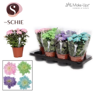 Ch Grandezza Make-Upz® UNO Mix I