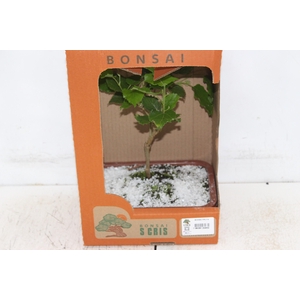 BONSAI FRUTA VASO PLASTICO 1.1L