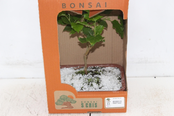 <h4>BONSAI FRUTA VASO PLASTICO 1.1L</h4>