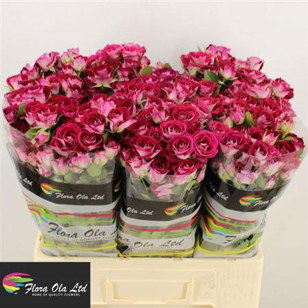 <h4>R Tr Space Blossoms</h4>