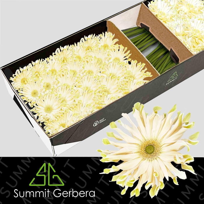 <h4>Gerbera Pasta Carbonara Doos</h4>